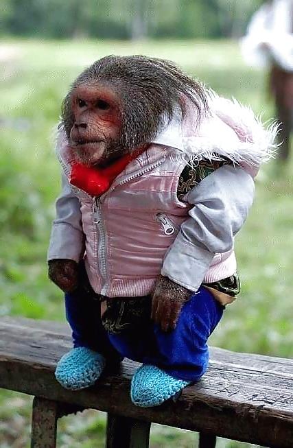 12P Fun Pictures with Animals