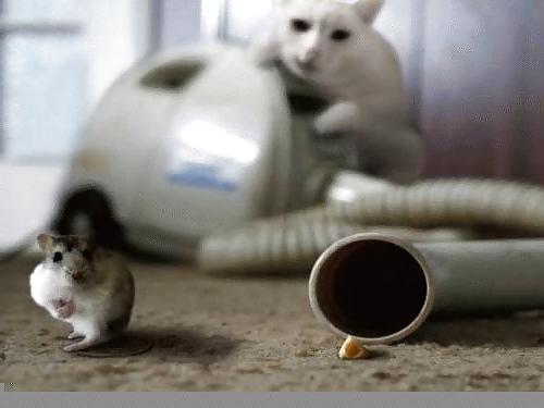 12P Fun Pictures with Animals