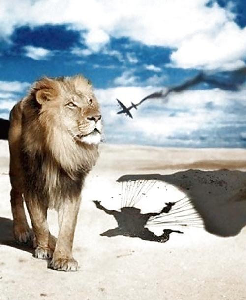 12P Fun Pictures with Animals