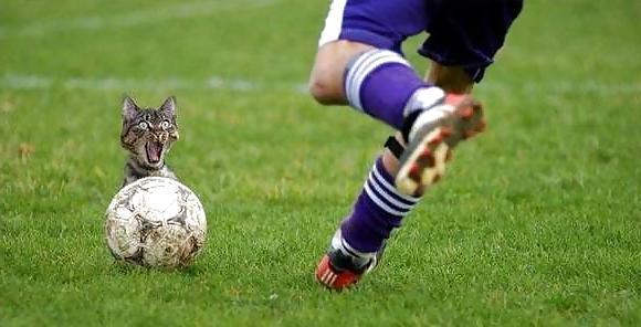 12P Fun Pictures with Animals