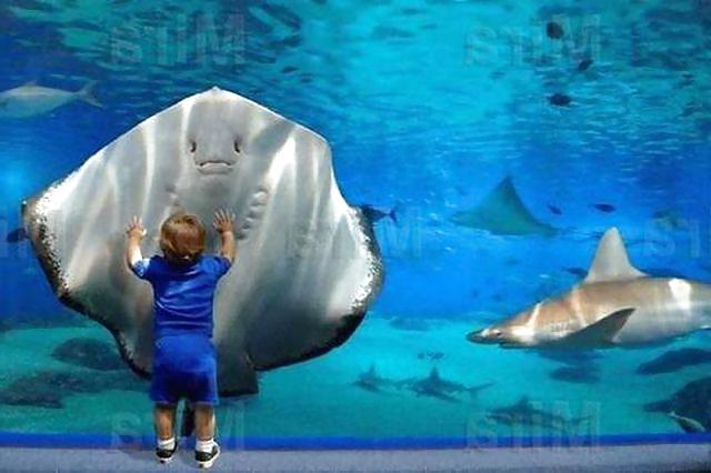 12P Fun Pictures with Animals