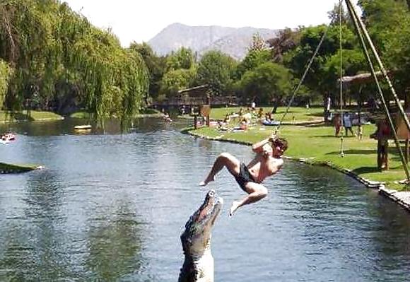 12P Fun Pictures with Animals