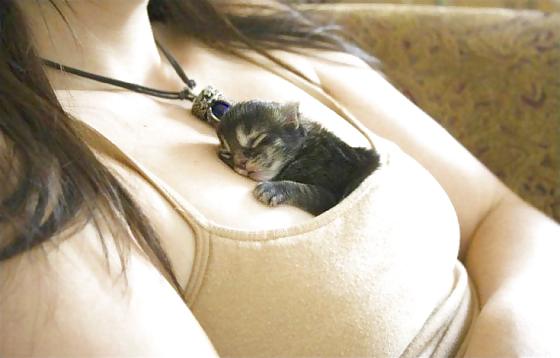 16P Huge Breasts (With Cats)