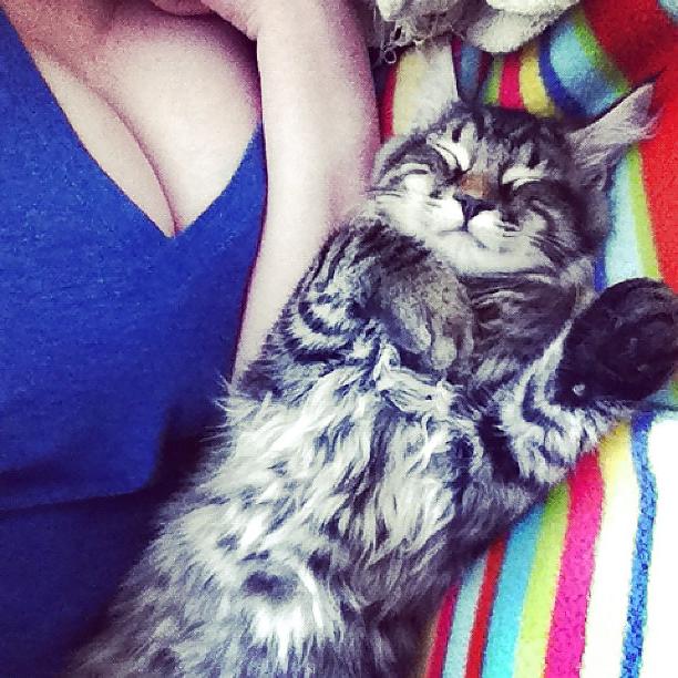 16P Huge Breasts (With Cats)