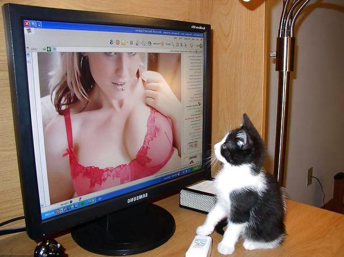 16P Huge Breasts (With Cats)