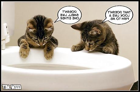 23P Funny things