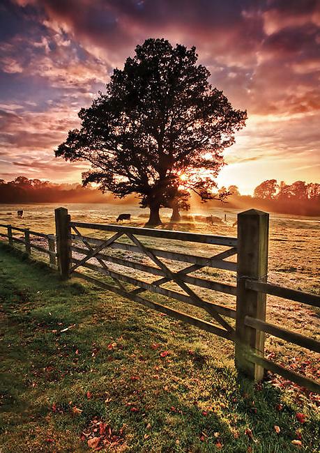 15P Country dreams...
