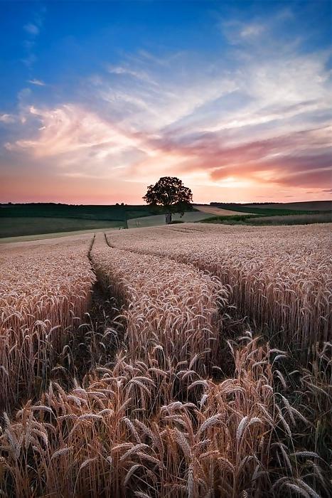 15P Country dreams...