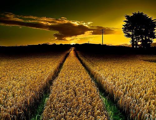15P Country dreams...