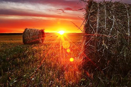 15P Country dreams...
