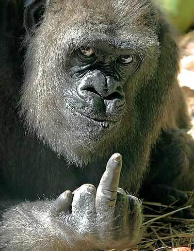 17P Fun Pictures with Animals 2