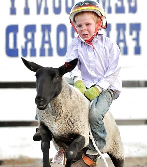 17P Fun Pictures with Animals 2