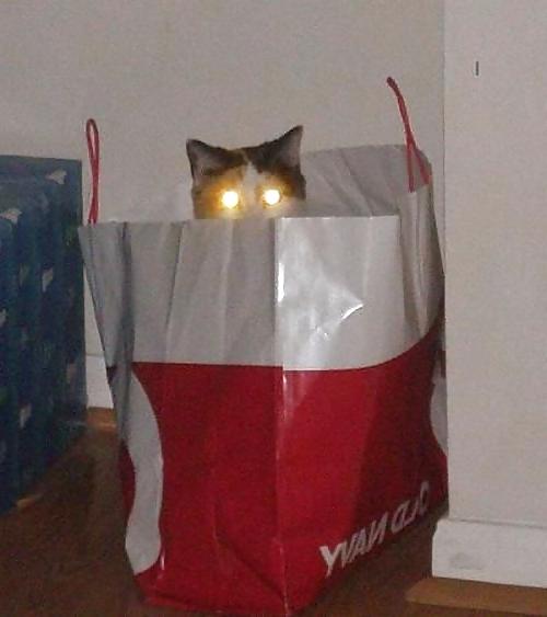 17P Fun Pictures with Animals 2