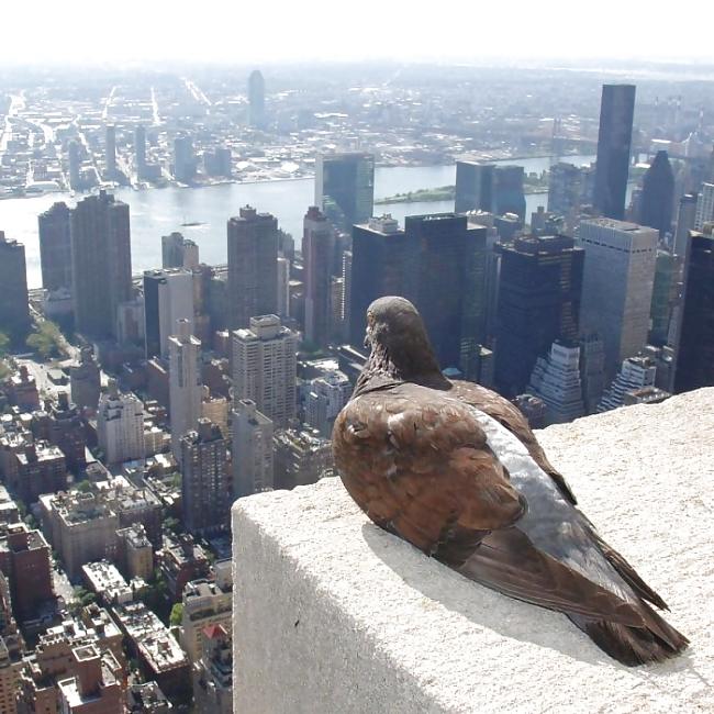 17P Fun Pictures with Animals 2