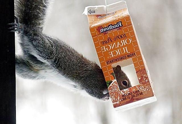 17P Fun Pictures with Animals 2