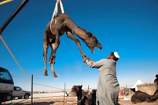 17P Fun Pictures with Animals 2