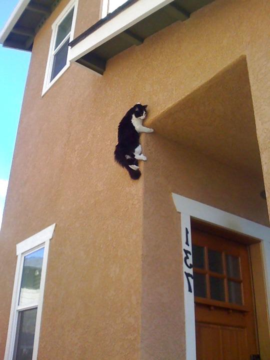 17P Fun Pictures with Animals 2