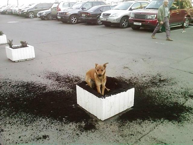 17P Fun Pictures with Animals 2