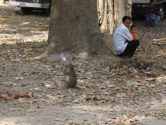 17P Fun Pictures with Animals 2