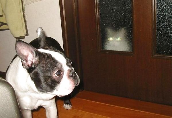 17P Fun Pictures with Animals 2