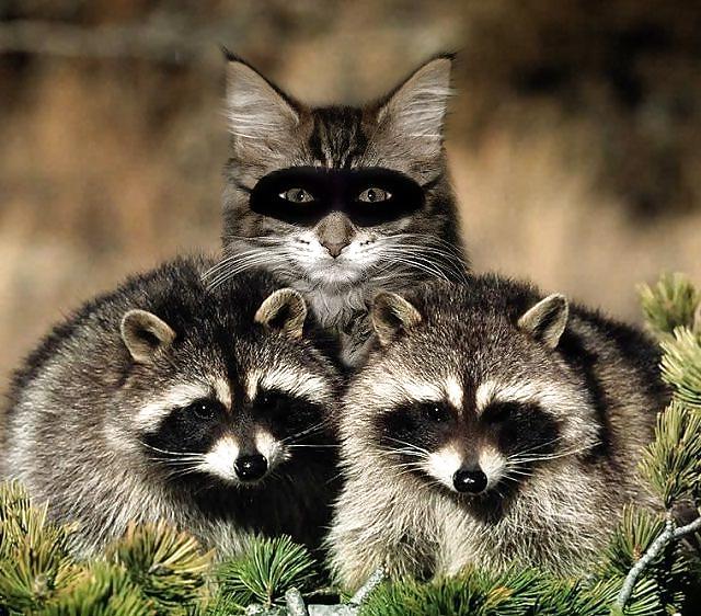 17P Fun Pictures with Animals 2