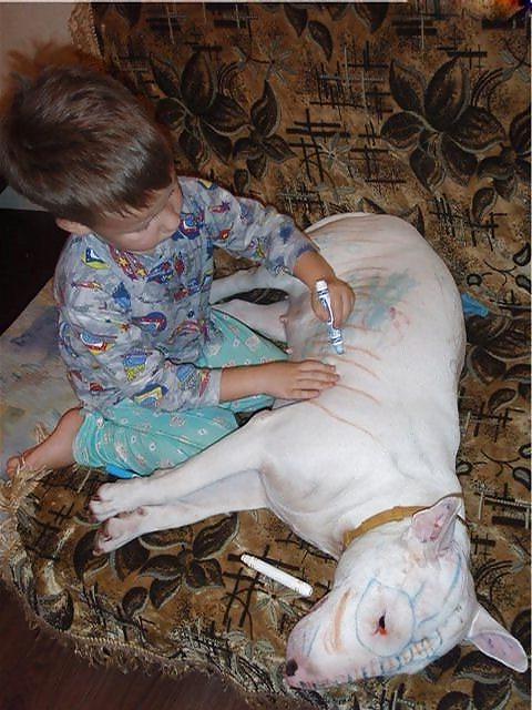 17P Fun Pictures with Animals 2