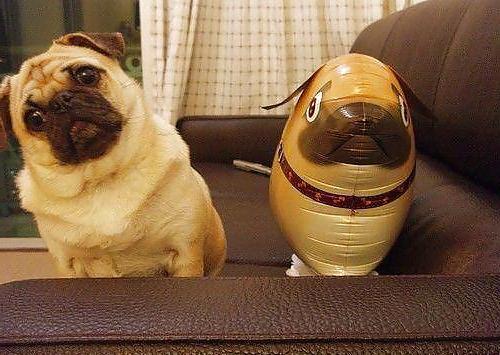 12P More pics that make me laugh