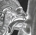 4P Huge cock xray