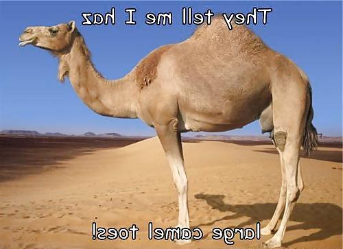 25P From the Moshe Files: Camel Toe Humour