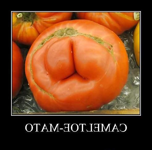25P From the Moshe Files: Camel Toe Humour