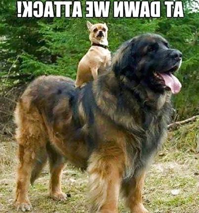 25P Funny, random pics3