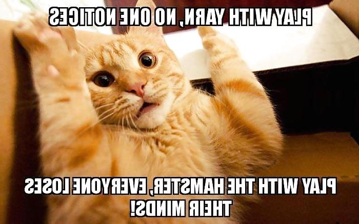 25P Funny, random pics3