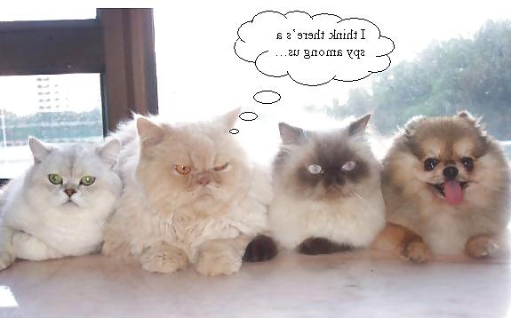 12P Collection of funny stuff!