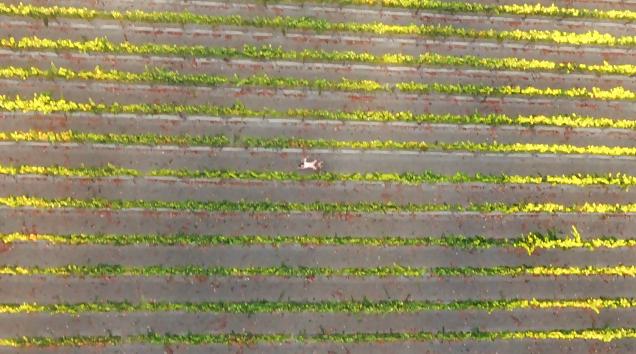 8P Drone Shots of People having Sex
