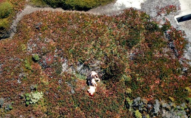 8P Drone Shots of People having Sex