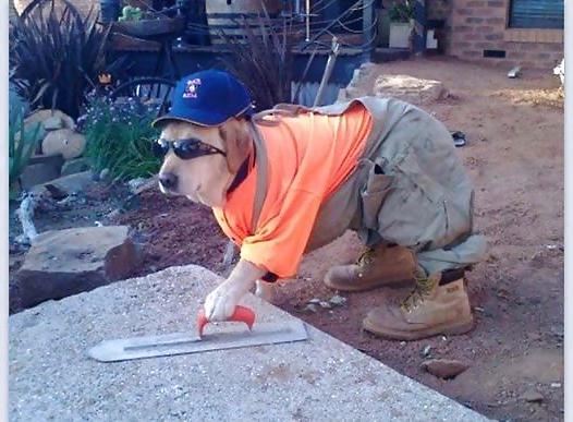 19P Funnies (STRAYA)