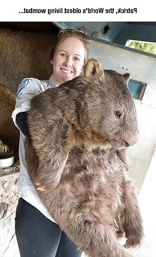 19P Funnies (STRAYA)