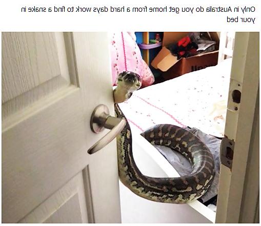 19P Funnies (STRAYA)