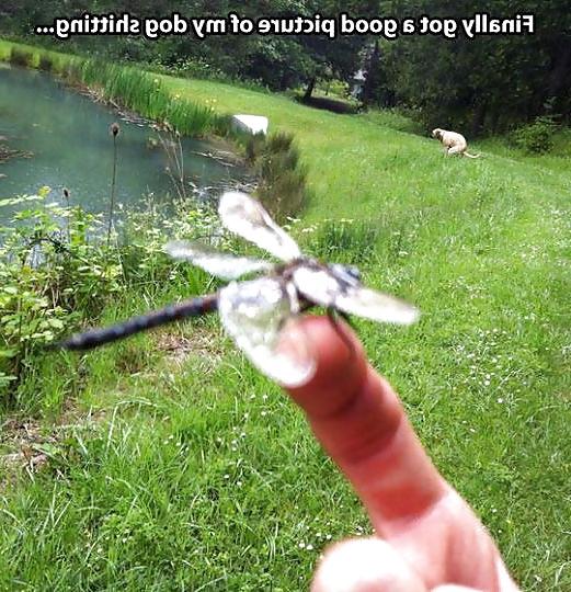 19P Funnies (STRAYA)