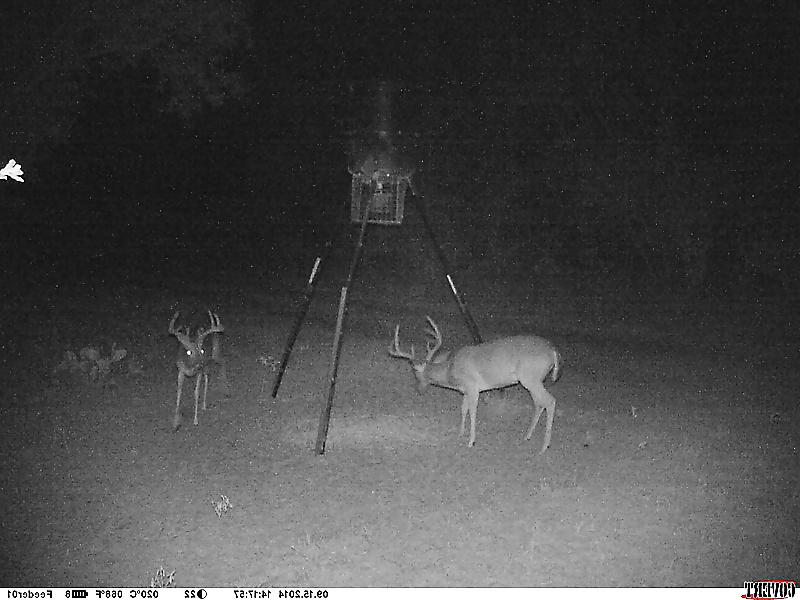 6P My Wildlife Camera