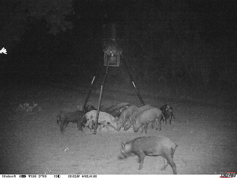 6P My Wildlife Camera