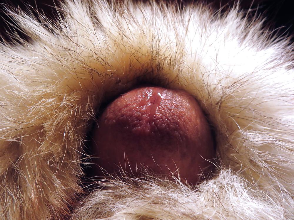 25P FUR