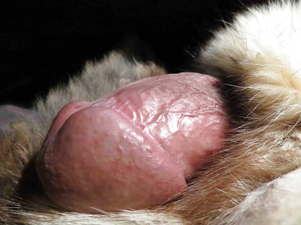 25P FUR
