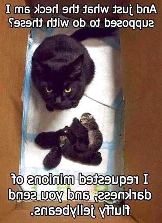 25P Some More Funnies 1