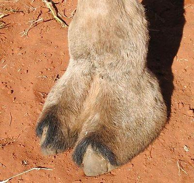 25P Cameltoes with frills