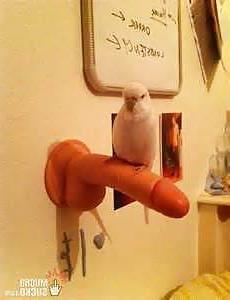 18P Funny