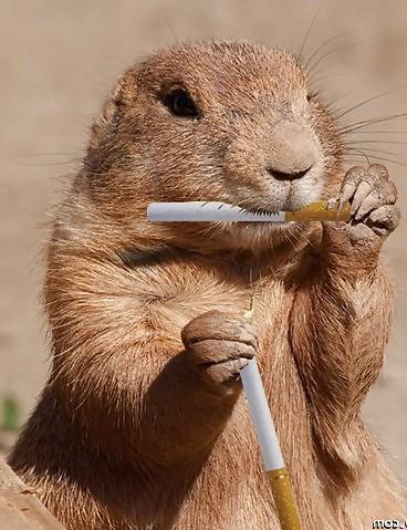 25P Hamster