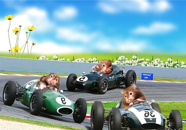 25P Hamster