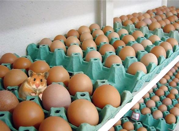 25P Hamster