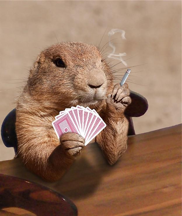 25P Hamster
